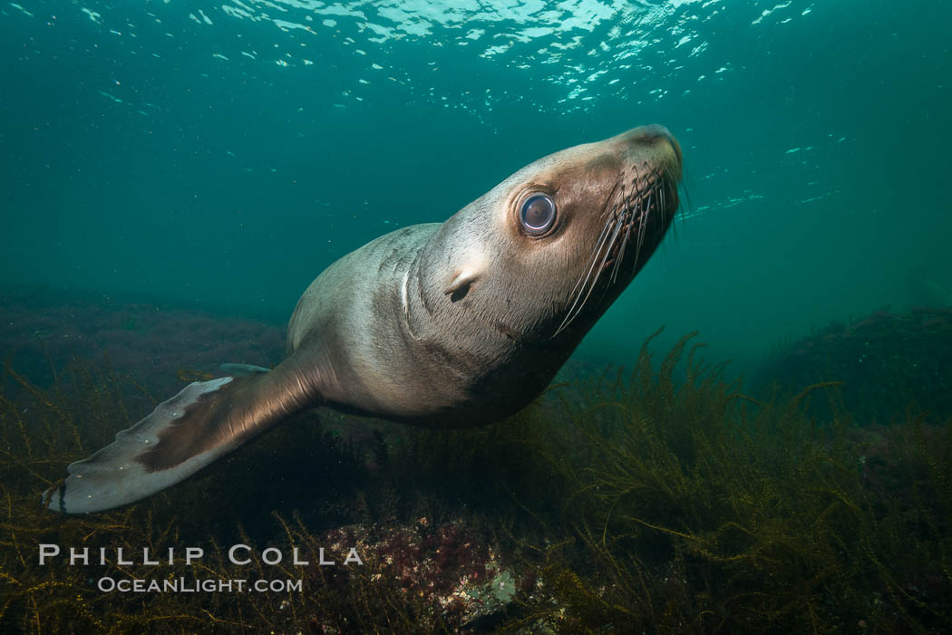 Steller sea lion underwater, Norris Rocks, Hornby Island, British Columbia, Canada., Eumetopias jubatus, natural history stock photograph, photo id 32754
