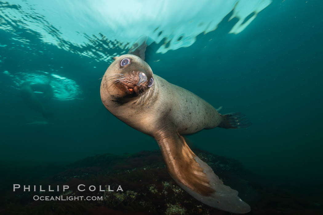 Steller sea lion underwater, Norris Rocks, Hornby Island, British Columbia, Canada, Eumetopias jubatus