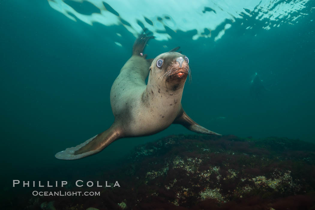 Steller sea lion underwater, Norris Rocks, Hornby Island, British Columbia, Canada., Eumetopias jubatus, natural history stock photograph, photo id 32672