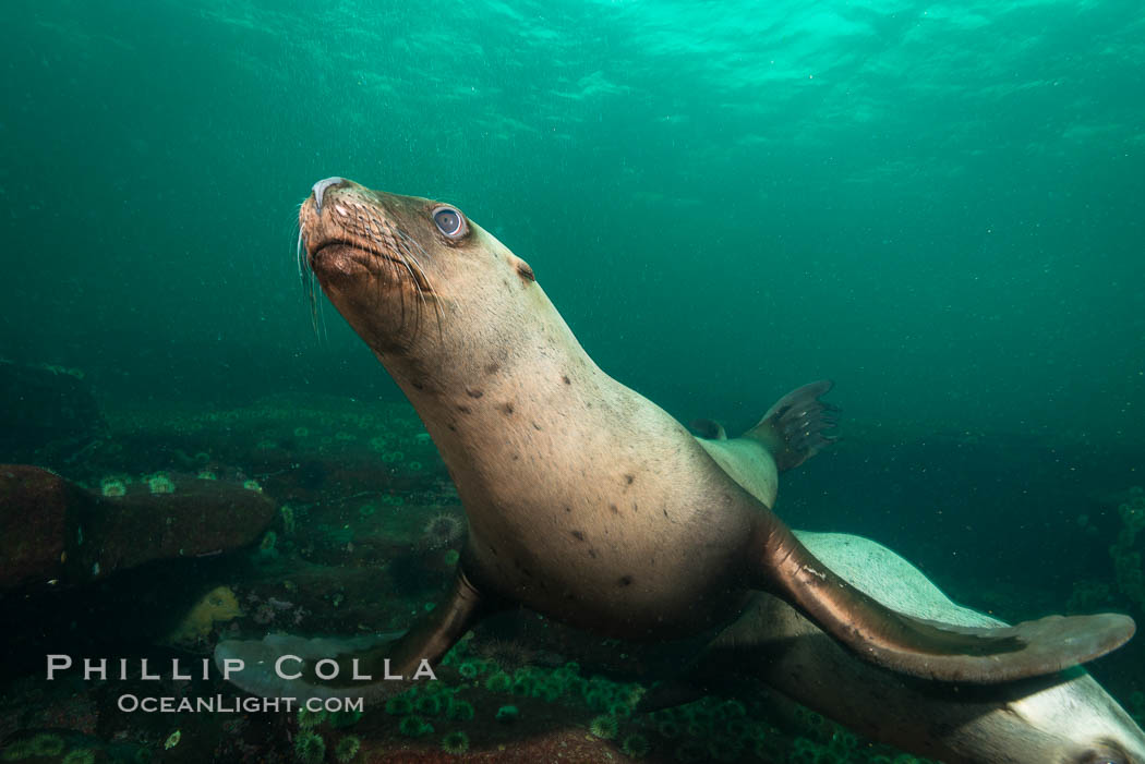 Steller sea lion underwater, Norris Rocks, Hornby Island, British Columbia, Canada., Eumetopias jubatus, natural history stock photograph, photo id 32676