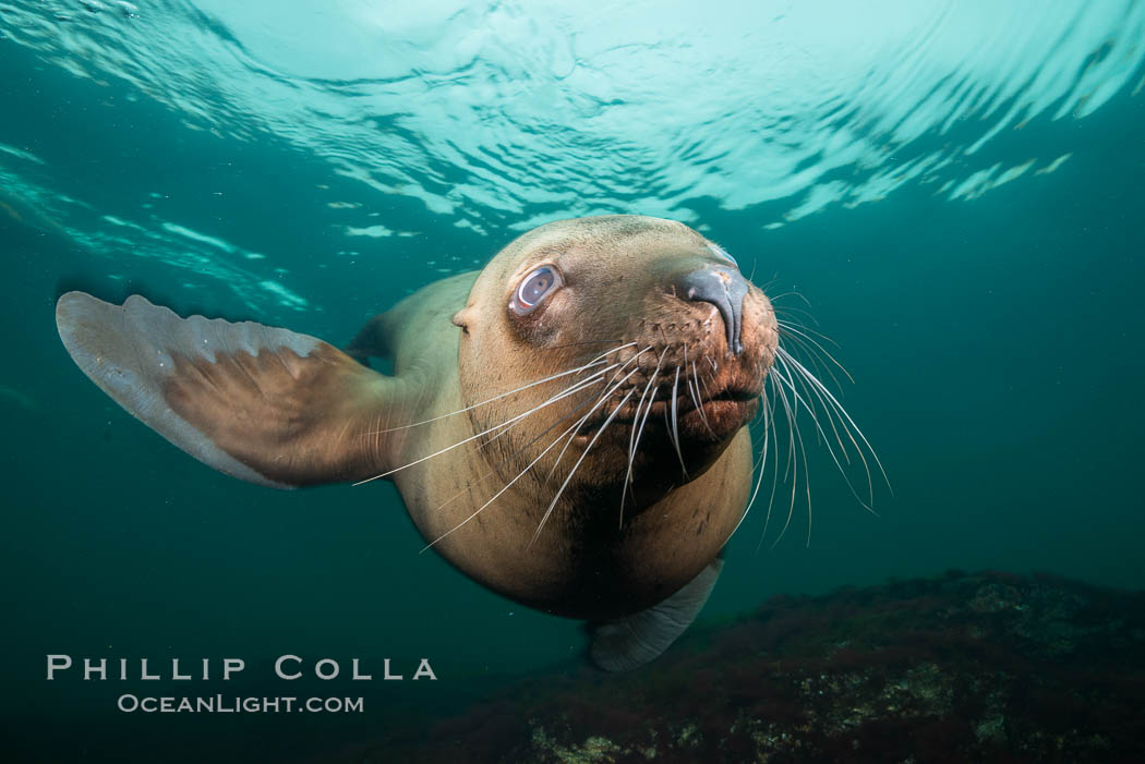 Steller sea lion underwater, Norris Rocks, Hornby Island, British Columbia, Canada., Eumetopias jubatus, natural history stock photograph, photo id 32692