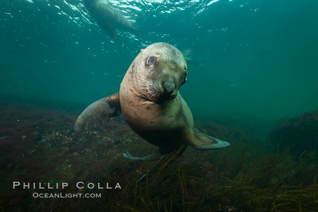 Steller sea lion underwater, Norris Rocks, Hornby Island, British Columbia, Canada., Eumetopias jubatus, natural history stock photograph, photo id 32712