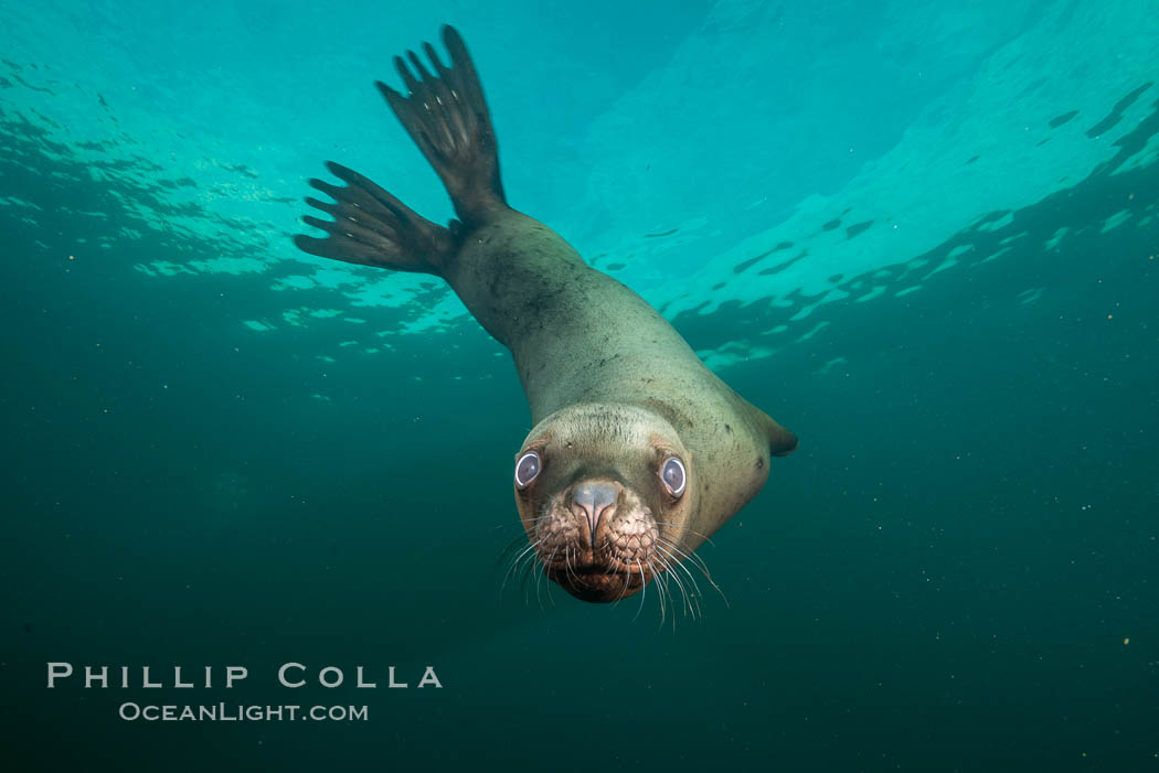 Steller sea lion underwater, Norris Rocks, Hornby Island, British Columbia, Canada., Eumetopias jubatus, natural history stock photograph, photo id 32716