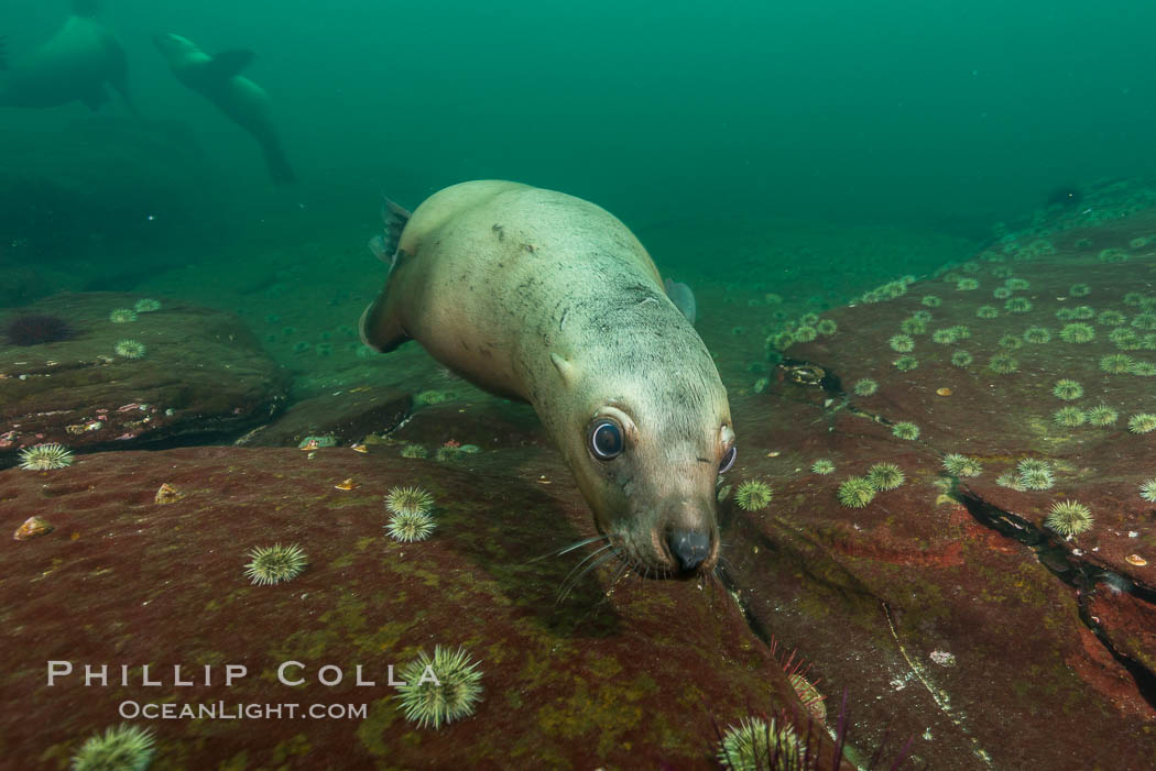 Steller sea lion underwater, Norris Rocks, Hornby Island, British Columbia, Canada., Eumetopias jubatus, natural history stock photograph, photo id 32720