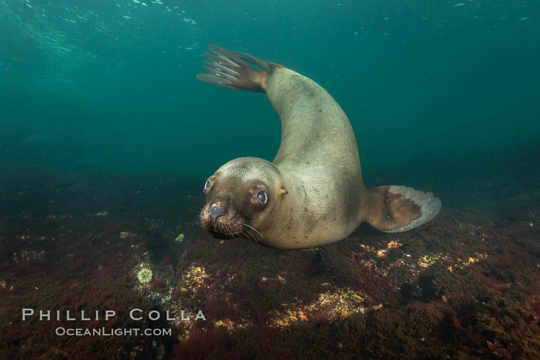 Steller sea lion underwater, Norris Rocks, Hornby Island, British Columbia, Canada., Eumetopias jubatus, natural history stock photograph, photo id 32724