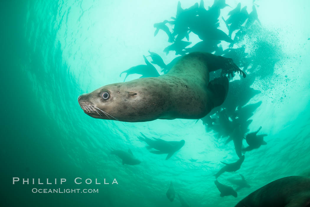 Steller sea lion underwater, Norris Rocks, Hornby Island, British Columbia, Canada., Eumetopias jubatus, natural history stock photograph, photo id 32732