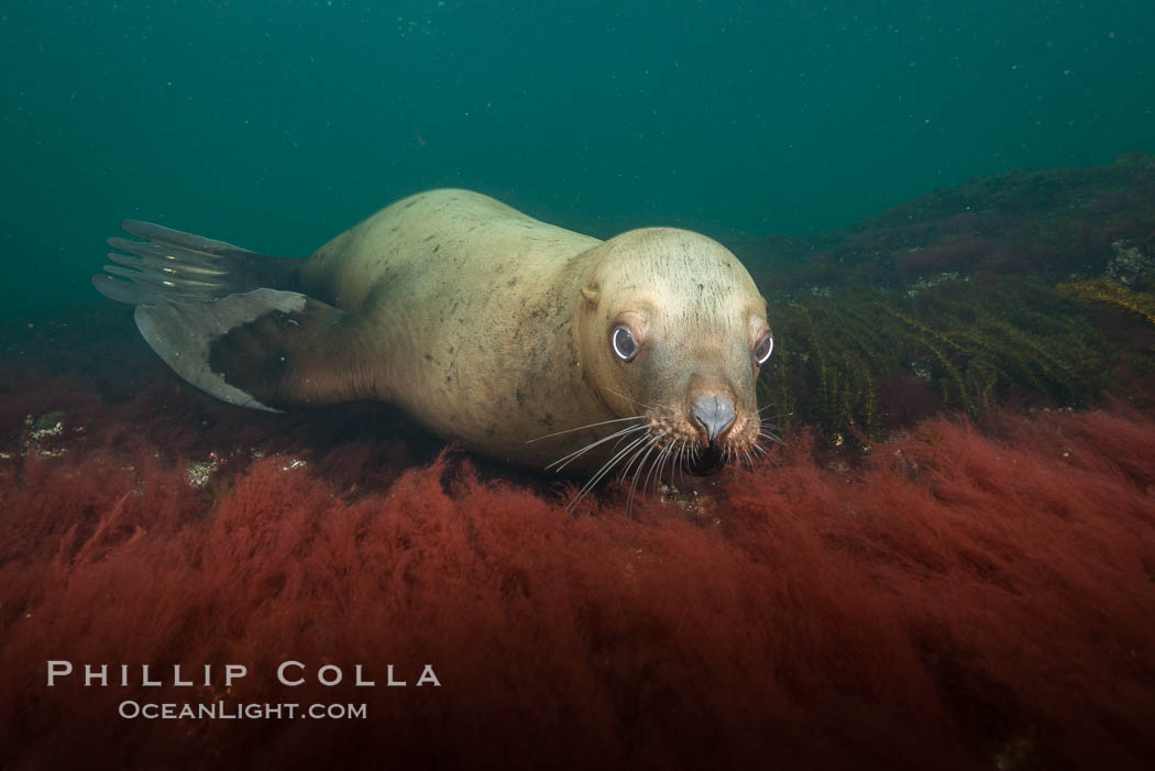 Steller sea lion underwater, Norris Rocks, Hornby Island, British Columbia, Canada., Eumetopias jubatus, natural history stock photograph, photo id 32748