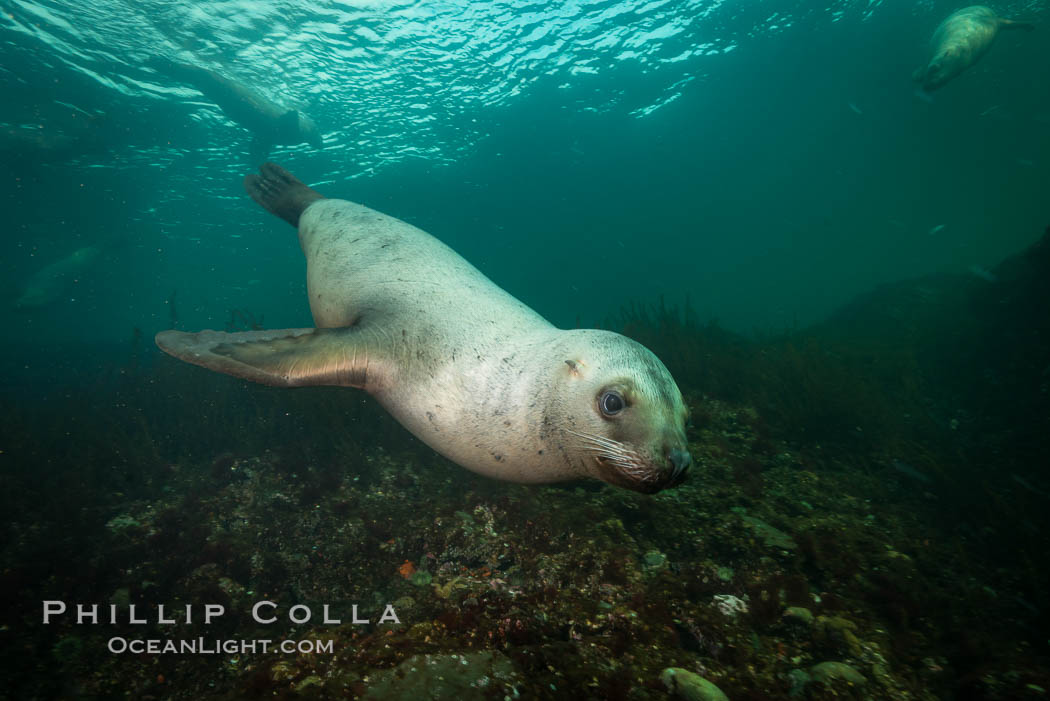 Steller sea lion underwater, Norris Rocks, Hornby Island, British Columbia, Canada., Eumetopias jubatus, natural history stock photograph, photo id 32756