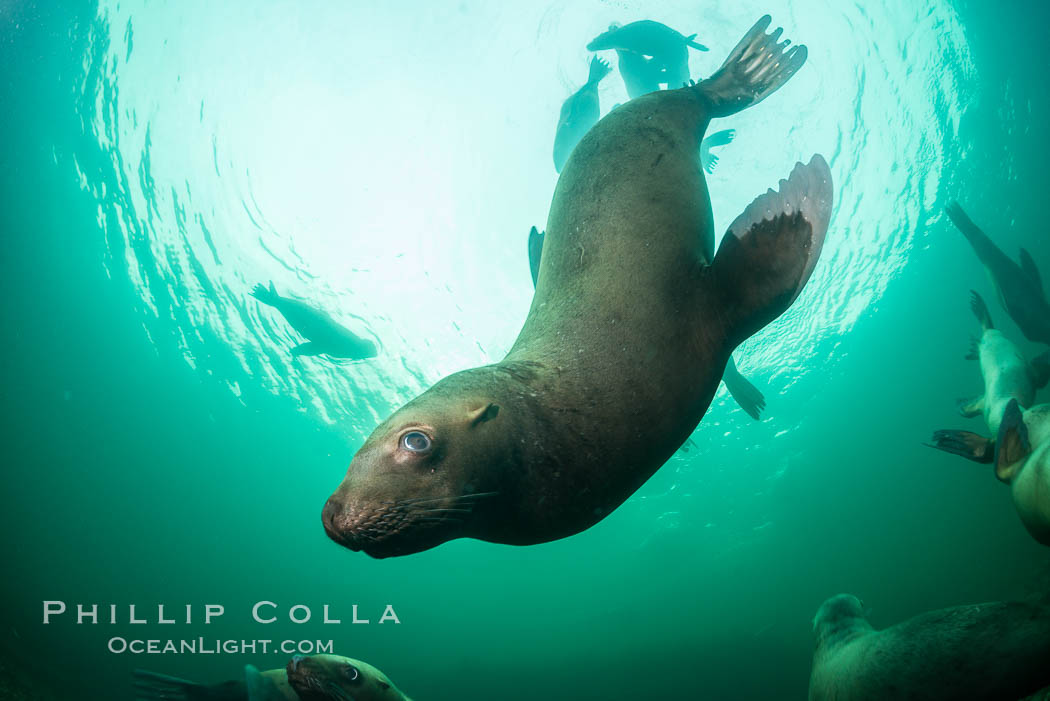 Steller sea lion underwater, Norris Rocks, Hornby Island, British Columbia, Canada., Eumetopias jubatus, natural history stock photograph, photo id 32667