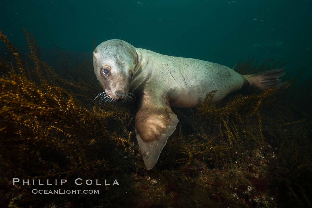 Steller sea lion underwater, Norris Rocks, Hornby Island, British Columbia, Canada, Eumetopias jubatus