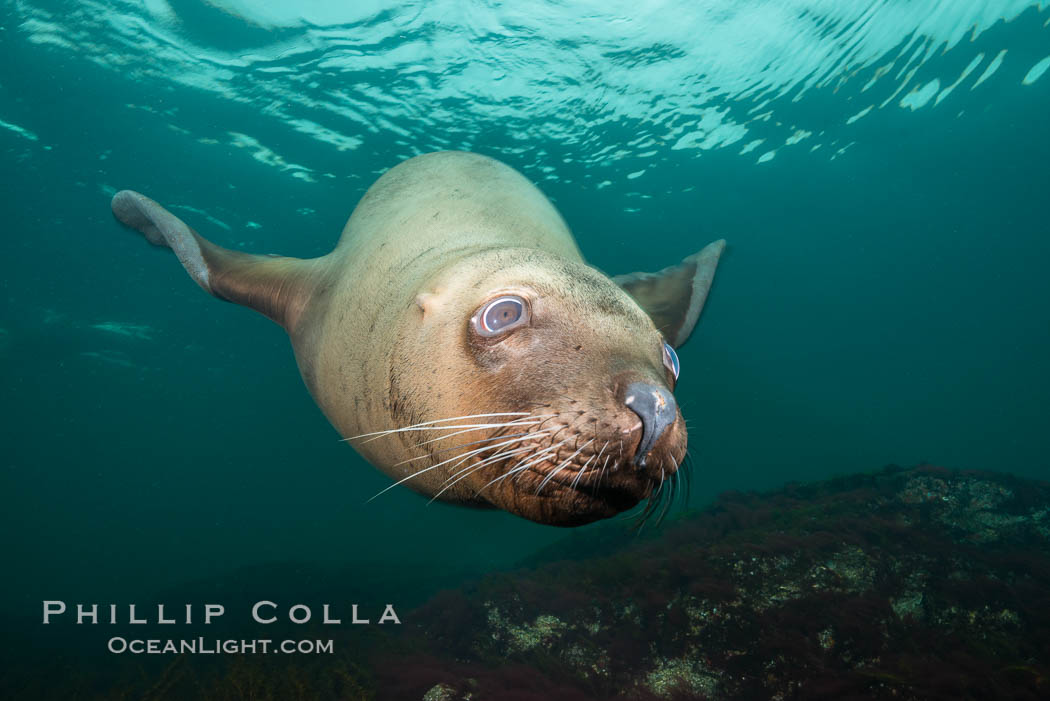 Steller sea lion underwater, Norris Rocks, Hornby Island, British Columbia, Canada., Eumetopias jubatus, natural history stock photograph, photo id 32691