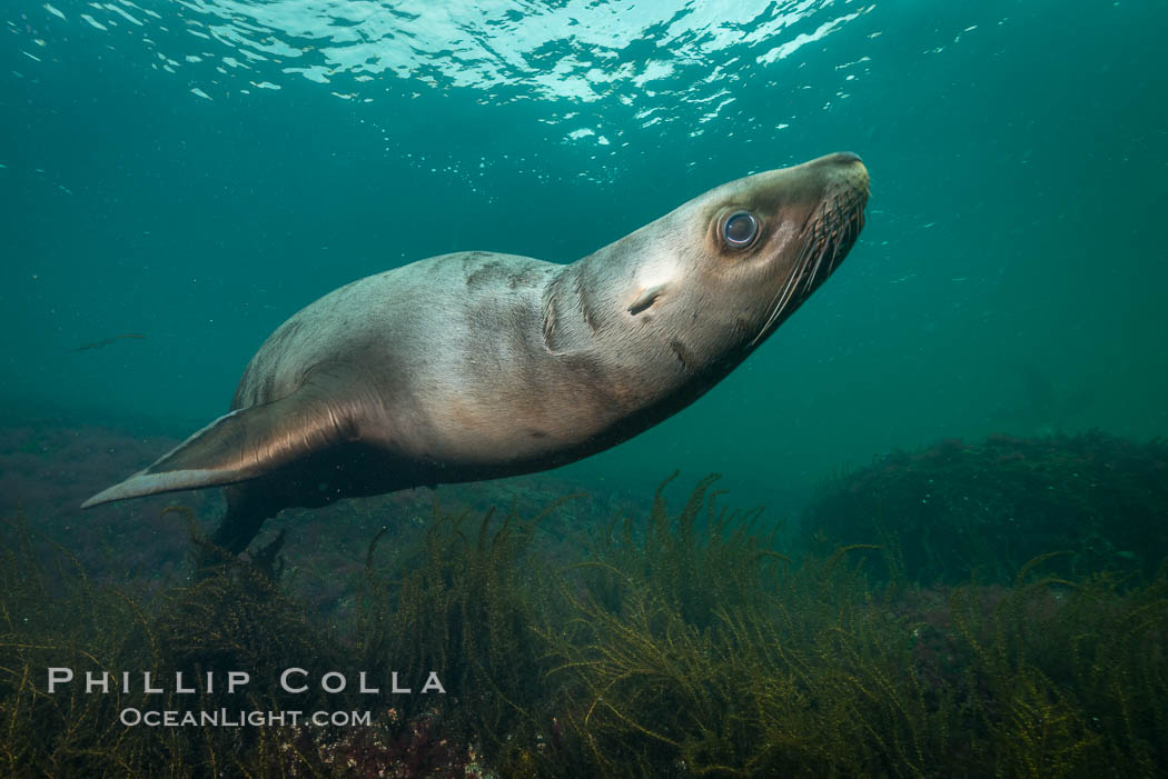 Steller sea lion underwater, Norris Rocks, Hornby Island, British Columbia, Canada., Eumetopias jubatus, natural history stock photograph, photo id 32707
