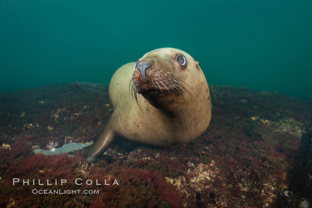 Steller sea lion underwater, Norris Rocks, Hornby Island, British Columbia, Canada., Eumetopias jubatus, natural history stock photograph, photo id 32723