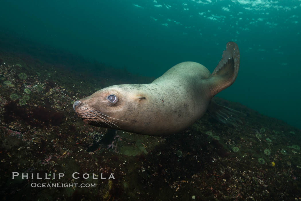 Steller sea lion underwater, Norris Rocks, Hornby Island, British Columbia, Canada., Eumetopias jubatus, natural history stock photograph, photo id 32743
