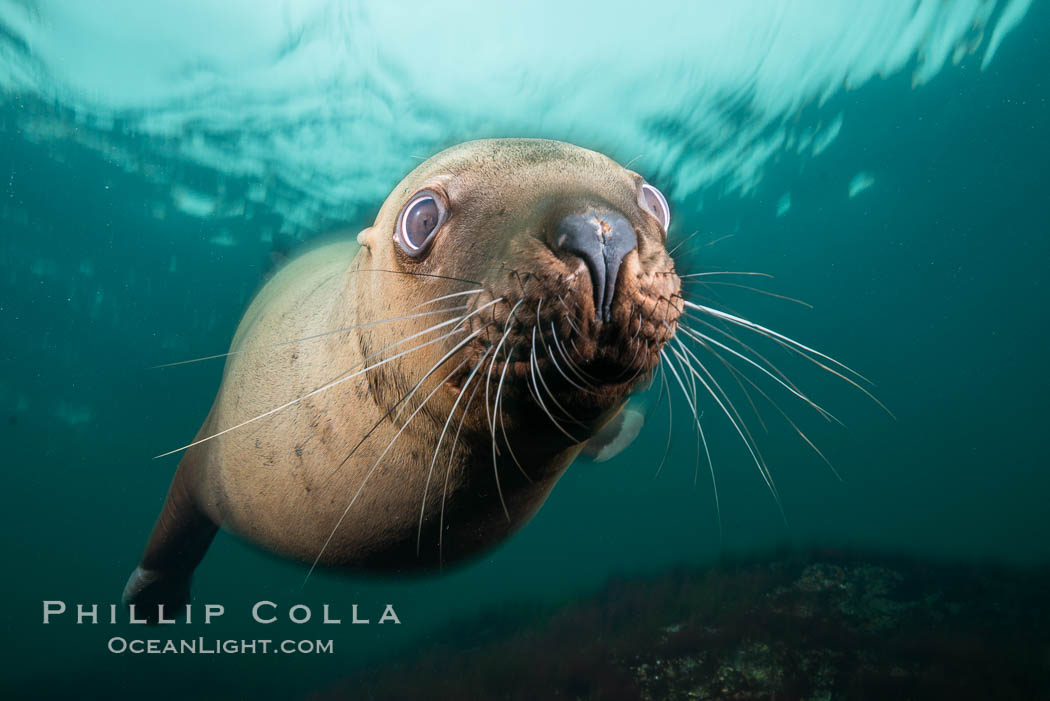 Steller sea lion underwater, Norris Rocks, Hornby Island, British Columbia, Canada., Eumetopias jubatus, natural history stock photograph, photo id 32751