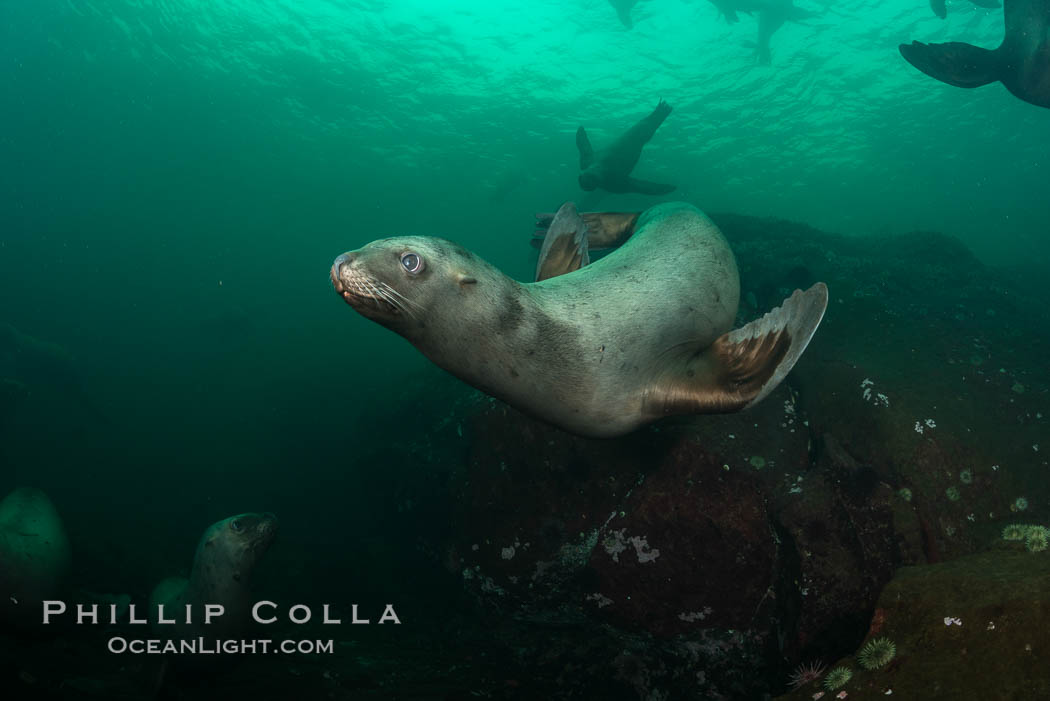 Steller sea lion underwater, Norris Rocks, Hornby Island, British Columbia, Canada., Eumetopias jubatus, natural history stock photograph, photo id 32775