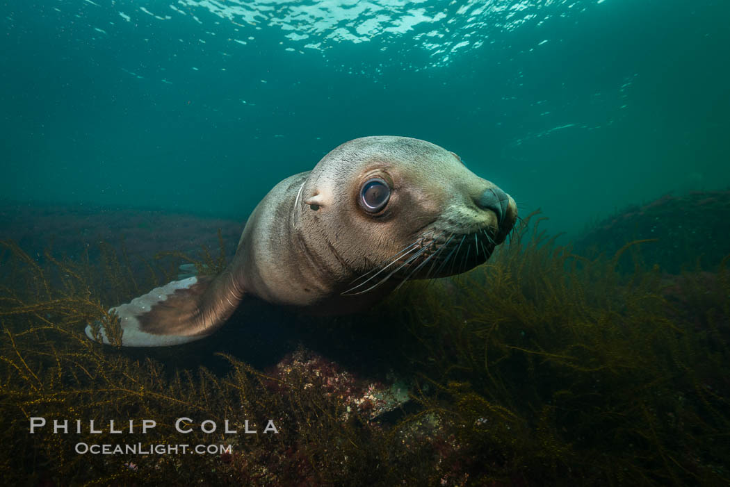 Steller sea lion underwater, Norris Rocks, Hornby Island, British Columbia, Canada., Eumetopias jubatus, natural history stock photograph, photo id 32661