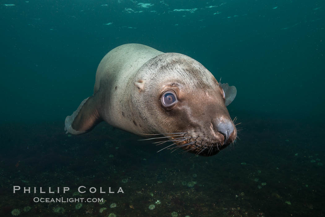 Steller sea lion underwater, Norris Rocks, Hornby Island, British Columbia, Canada., Eumetopias jubatus, natural history stock photograph, photo id 32689