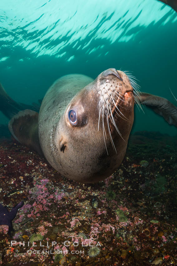 Steller sea lion underwater, Norris Rocks, Hornby Island, British Columbia, Canada., Eumetopias jubatus, natural history stock photograph, photo id 32701