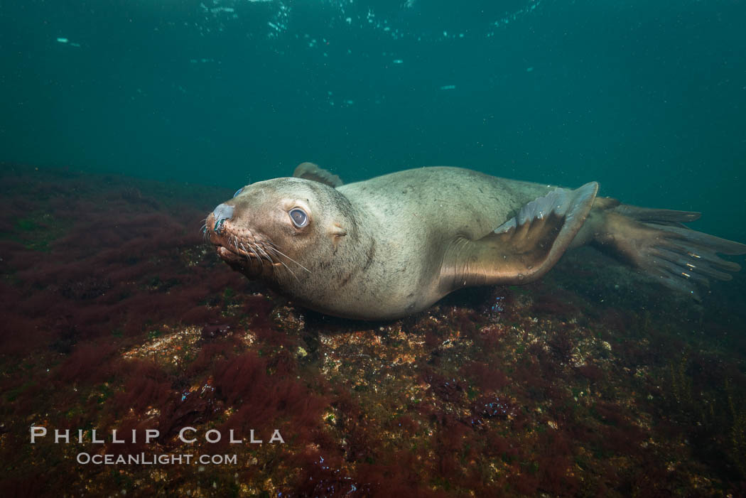 Steller sea lion underwater, Norris Rocks, Hornby Island, British Columbia, Canada., Eumetopias jubatus, natural history stock photograph, photo id 32709