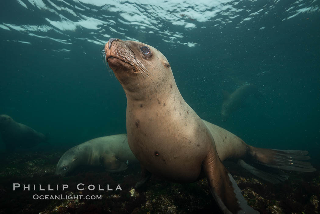 Steller sea lion underwater, Norris Rocks, Hornby Island, British Columbia, Canada., Eumetopias jubatus, natural history stock photograph, photo id 32725