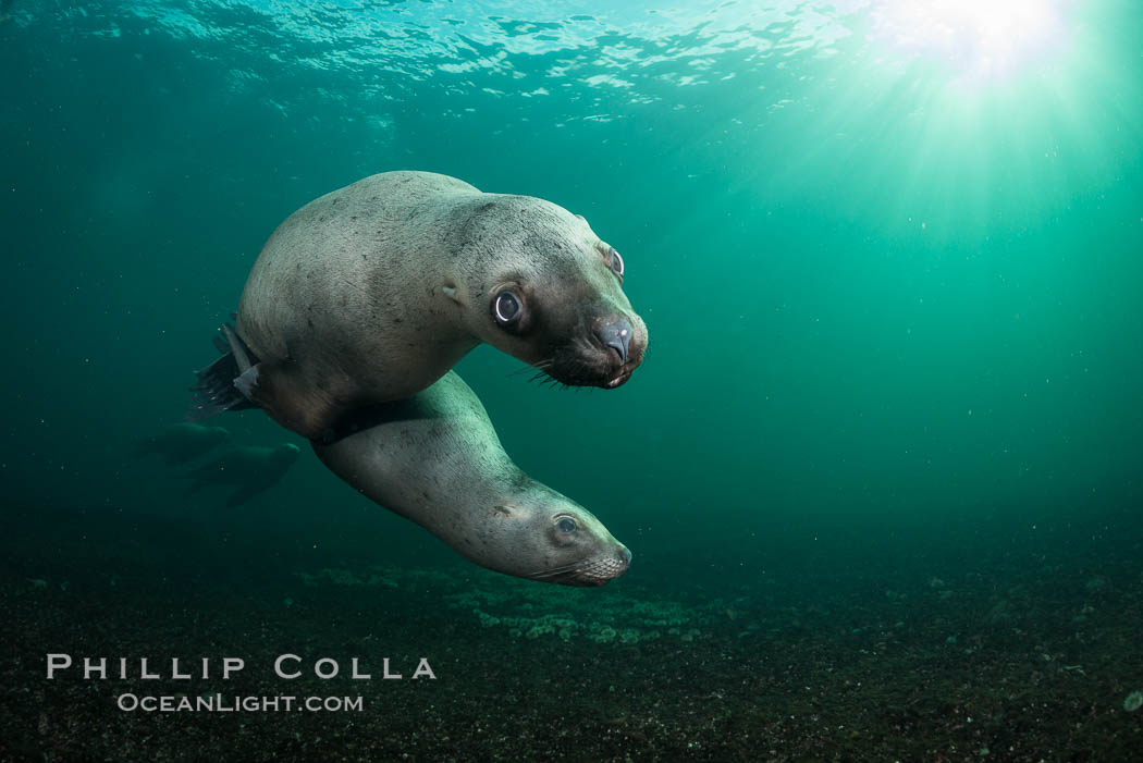 Steller sea lion underwater, Norris Rocks, Hornby Island, British Columbia, Canada., Eumetopias jubatus, natural history stock photograph, photo id 32733