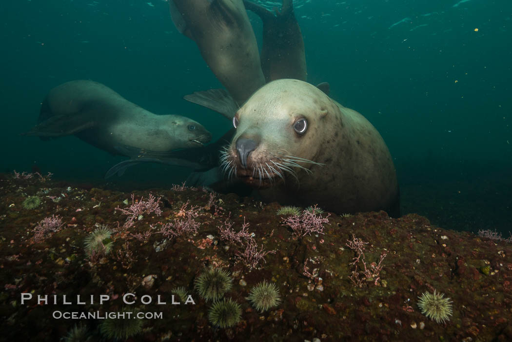 Steller sea lion underwater, Norris Rocks, Hornby Island, British Columbia, Canada., Eumetopias jubatus, natural history stock photograph, photo id 32741