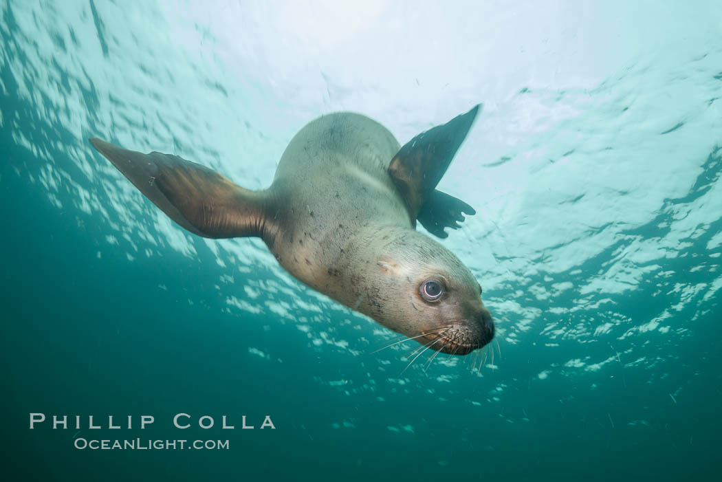 Steller sea lion underwater, Norris Rocks, Hornby Island, British Columbia, Canada., Eumetopias jubatus, natural history stock photograph, photo id 32745
