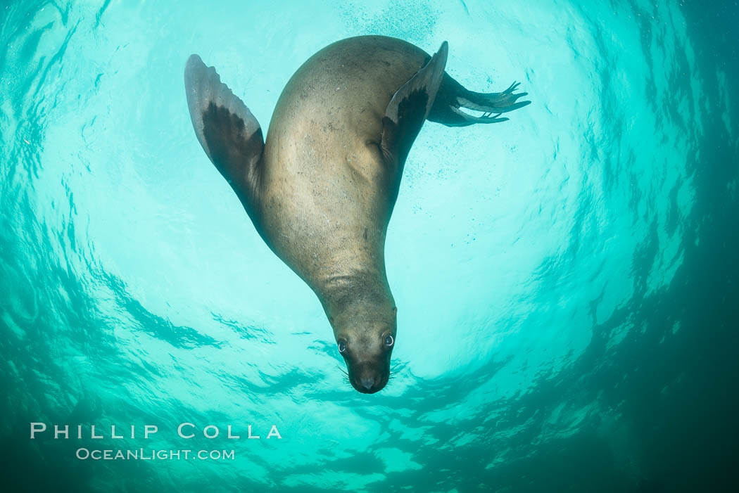 Steller sea lion underwater, Norris Rocks, Hornby Island, British Columbia, Canada., Eumetopias jubatus, natural history stock photograph, photo id 32773