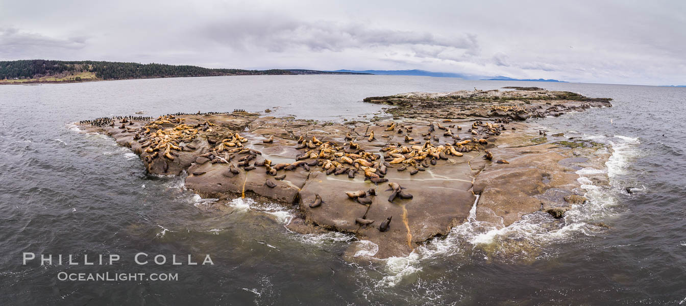 Steller Sea Lions atop Norris Rocks, Hornby Island and Vancouver Island, panoramic photo. British Columbia, Canada, Eumetopias jubatus, natural history stock photograph, photo id 34468
