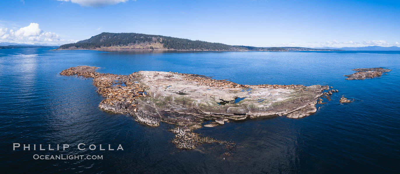 Steller Sea Lions atop Norris Rocks, Hornby Island in the distance, panoramic photo. British Columbia, Canada, Eumetopias jubatus, natural history stock photograph, photo id 34467