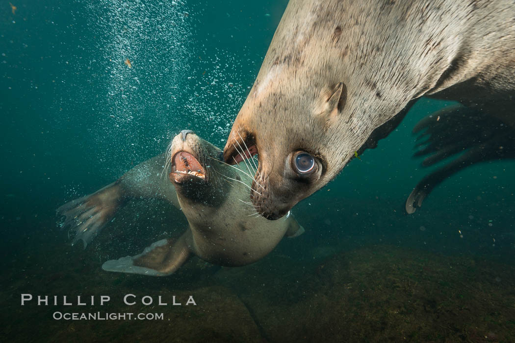 Young Steller sea lions mock jousting underwater,  a combination of play and mild agreession, Norris Rocks, Hornby Island, British Columbia, Canada., Eumetopias jubatus, natural history stock photograph, photo id 32764