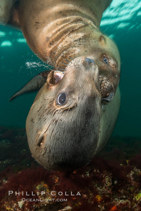 Young Steller sea lions mock jousting underwater,  a combination of play and mild agreession, Norris Rocks, Hornby Island, British Columbia, Canada, Eumetopias jubatus