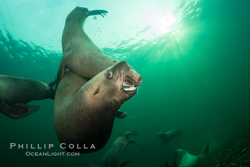 Young Steller sea lions mock jousting underwater,  a combination of play and mild agreession, Norris Rocks, Hornby Island, British Columbia, Canada., Eumetopias jubatus, natural history stock photograph, photo id 32665