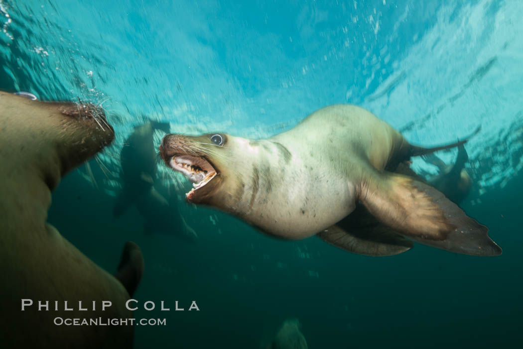 Young Steller sea lions mock jousting underwater,  a combination of play and mild agreession, Norris Rocks, Hornby Island, British Columbia, Canada., Eumetopias jubatus, natural history stock photograph, photo id 32713