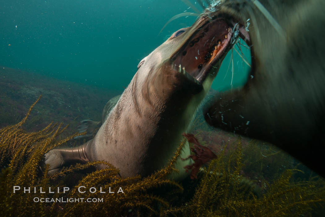 Young Steller sea lions mock jousting underwater,  a combination of play and mild agreession, Norris Rocks, Hornby Island, British Columbia, Canada., Eumetopias jubatus, natural history stock photograph, photo id 32753