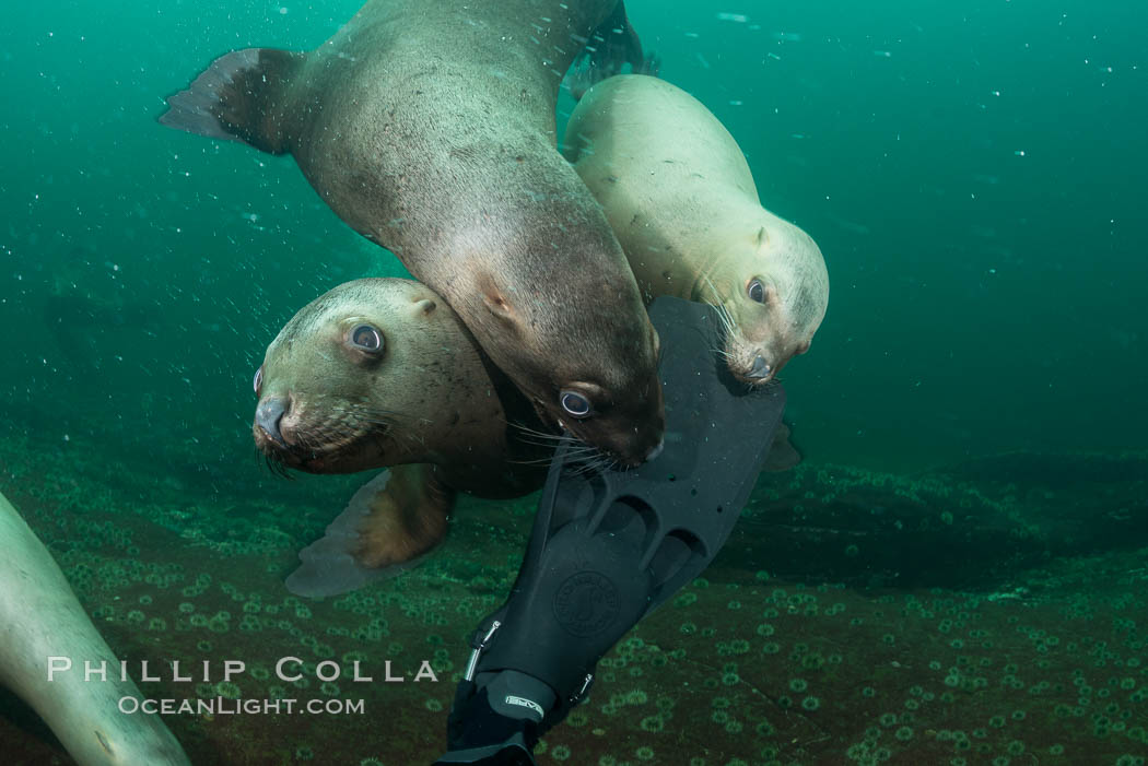 Steller sea lions nibble my fin, curiousity and playfulness, Norris Rocks, Hornby Island, British Columbia, Canada., Eumetopias jubatus, natural history stock photograph, photo id 32793