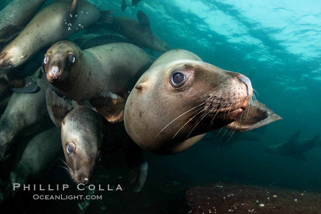 Steller sea lions underwater, Norris Rocks, Hornby Island, British Columbia, Canada., Eumetopias jubatus, natural history stock photograph, photo id 36078