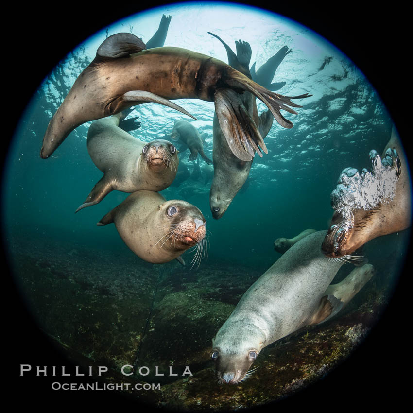 Steller sea lions underwater, Norris Rocks, Hornby Island, British Columbia, Canada., Eumetopias jubatus, natural history stock photograph, photo id 36060