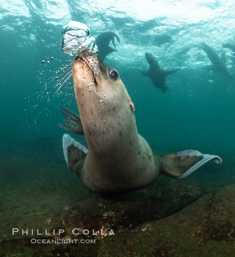Steller sea lions underwater, Norris Rocks, Hornby Island, British Columbia, Canada., Eumetopias jubatus, natural history stock photograph, photo id 36068