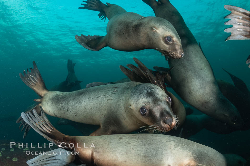Steller sea lions underwater, Norris Rocks, Hornby Island, British Columbia, Canada., Eumetopias jubatus, natural history stock photograph, photo id 36084