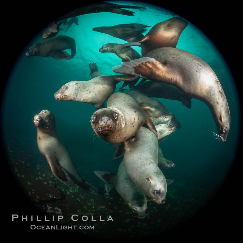 Steller sea lions underwater, Norris Rocks, Hornby Island, British Columbia, Canada., Eumetopias jubatus, natural history stock photograph, photo id 36059