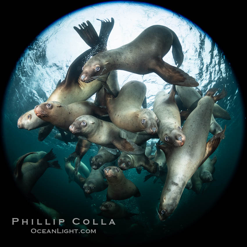 Steller sea lions underwater, Norris Rocks, Hornby Island, British Columbia, Canada., Eumetopias jubatus, natural history stock photograph, photo id 36063