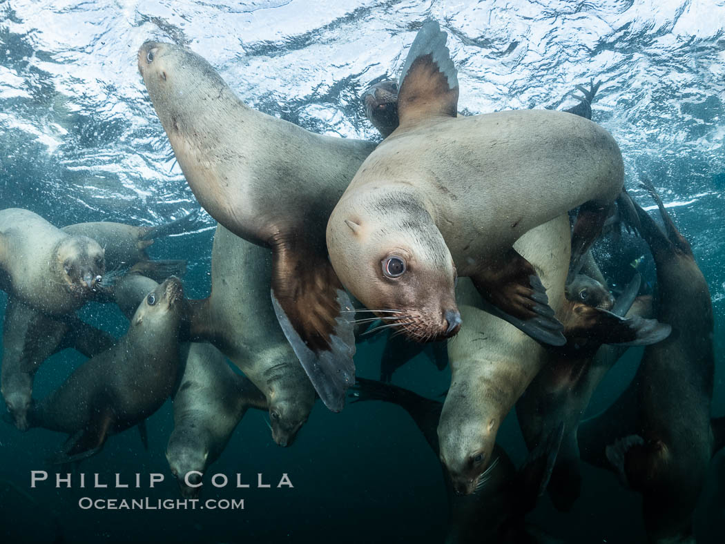 Steller sea lions underwater, Norris Rocks, Hornby Island, British Columbia, Canada., Eumetopias jubatus, natural history stock photograph, photo id 36071