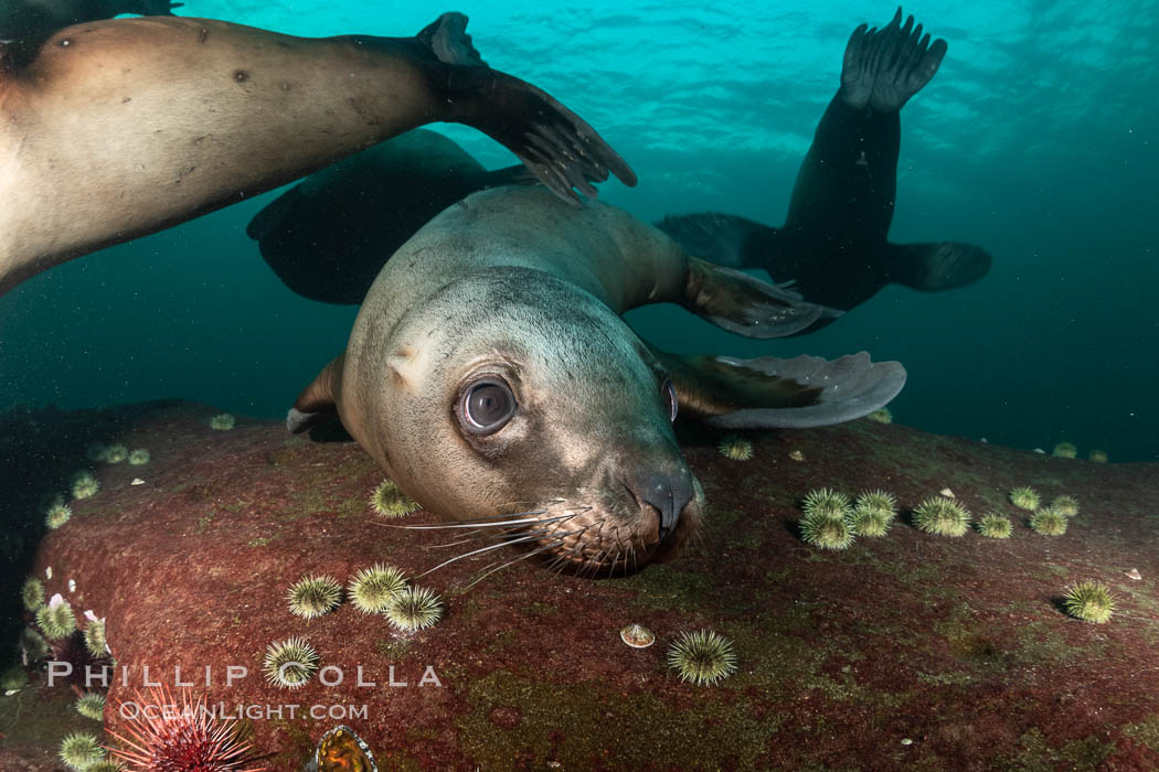 Steller sea lions underwater, Norris Rocks, Hornby Island, British Columbia, Canada., Eumetopias jubatus, natural history stock photograph, photo id 36083