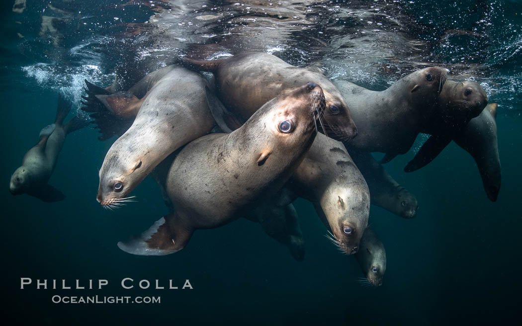 Steller sea lions underwater, Norris Rocks, Hornby Island, British Columbia, Canada., Eumetopias jubatus, natural history stock photograph, photo id 36057