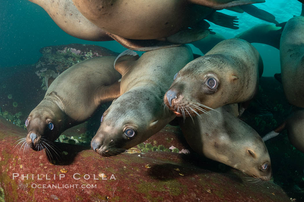 Steller sea lions underwater, Norris Rocks, Hornby Island, British Columbia, Canada., Eumetopias jubatus, natural history stock photograph, photo id 36069