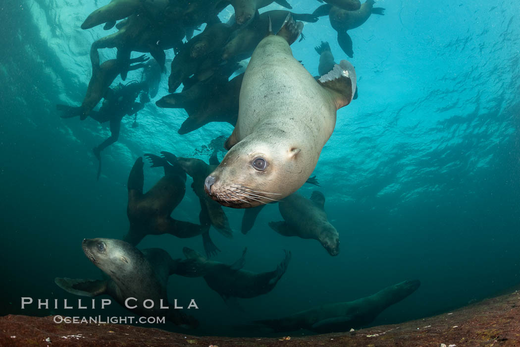 Steller sea lions underwater, Norris Rocks, Hornby Island, British Columbia, Canada., Eumetopias jubatus, natural history stock photograph, photo id 36077