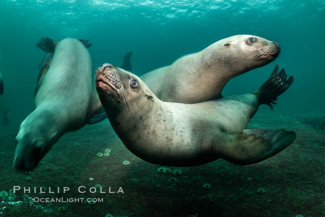 Steller sea lions underwater, Norris Rocks, Hornby Island, British Columbia, Canada., Eumetopias jubatus, natural history stock photograph, photo id 36081