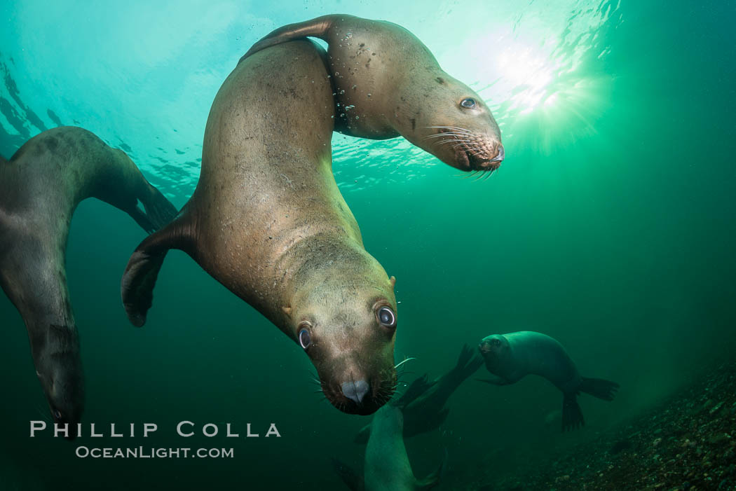 Steller sea lions underwater, Norris Rocks, Hornby Island, British Columbia, Canada, Eumetopias jubatus